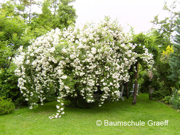 Baumschule Graeff - Rosen, Bambus, Gräser, Pflanzen, Ziergehölze ... Baumschule Graeff - Rosen, Bambus, Gräser, Pflanzen, Ziergehölze ...
